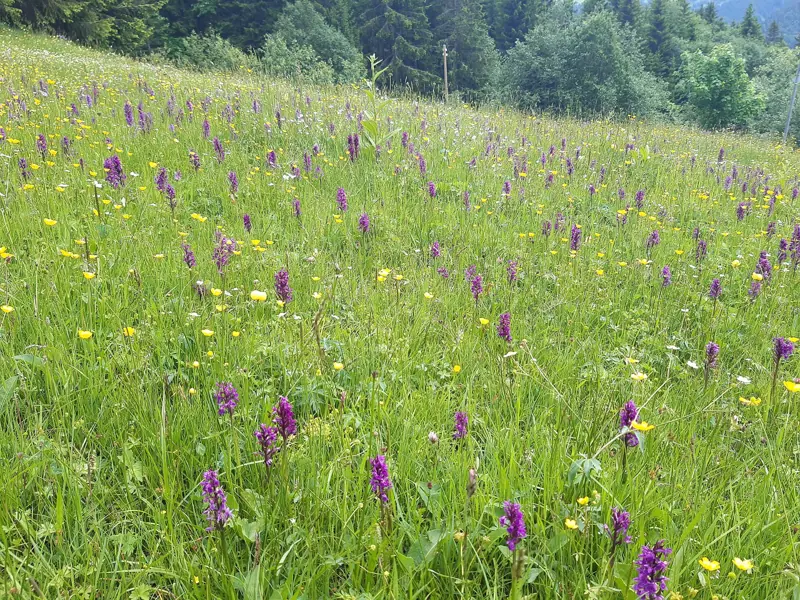 Alpine meadow and mountains in summer in Switzerland