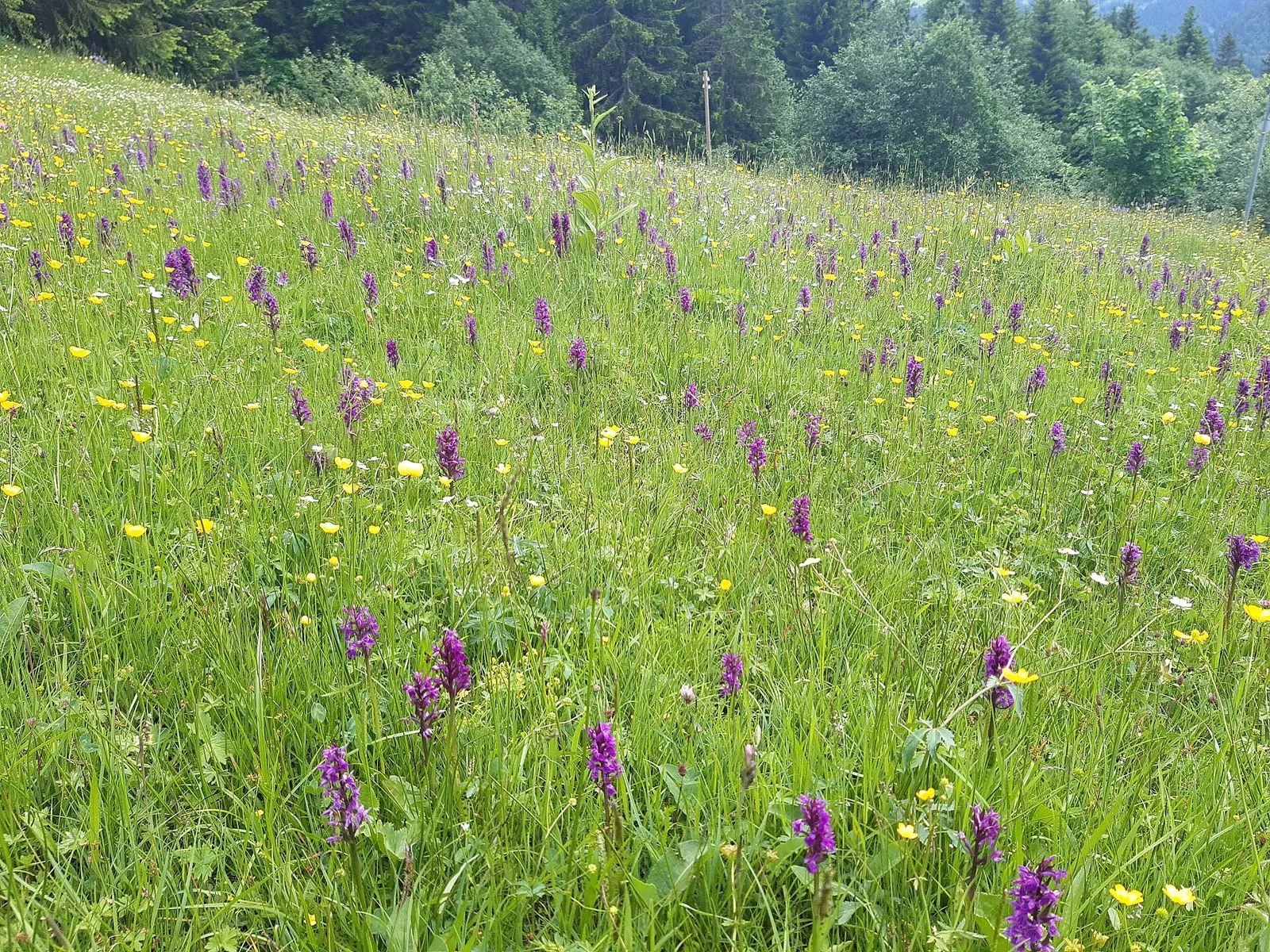Alpine meadow and mountains in summer in Switzerland
