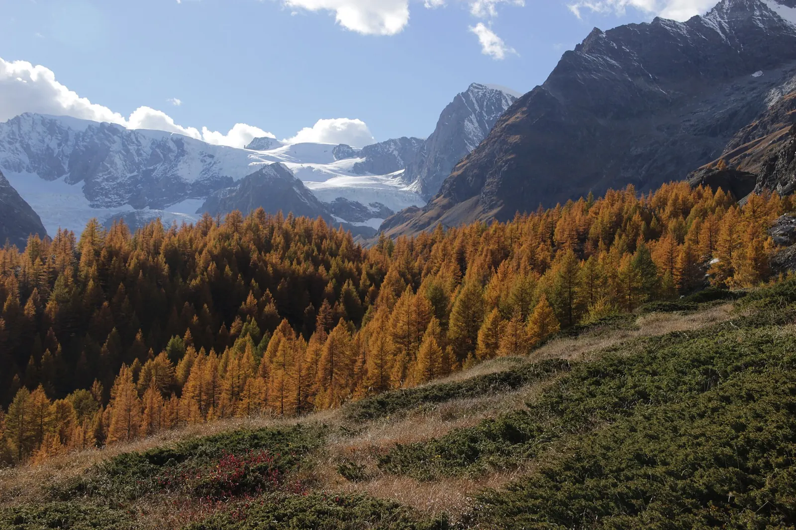 Golden larches in autumn in the Swiss Alps